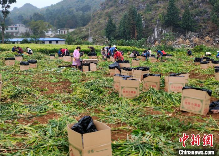 台商助力贵州脱贫攻坚小小生姜串起一条产业链