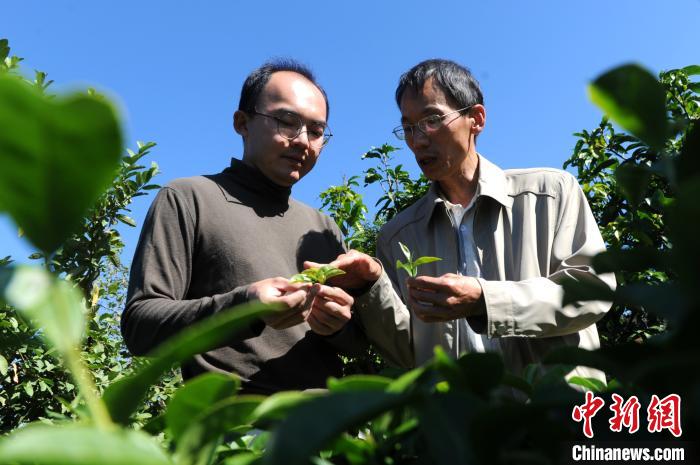 曾冠颖和父亲正在茶园查看茶叶生长情况。　张金川 摄