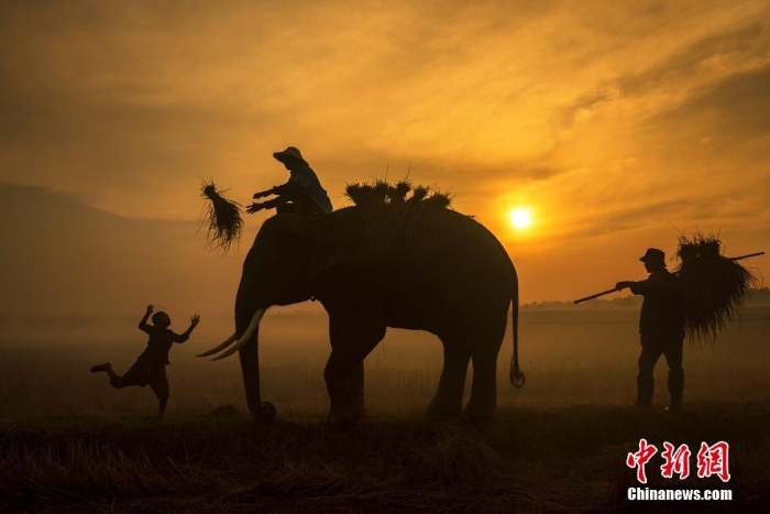 泰国农民与大象形影不离 相伴出入沐浴朝阳
