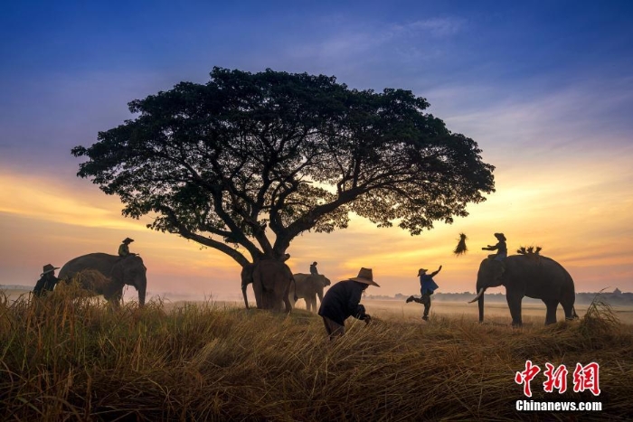 泰国农民与大象形影不离 相伴出入沐浴朝阳