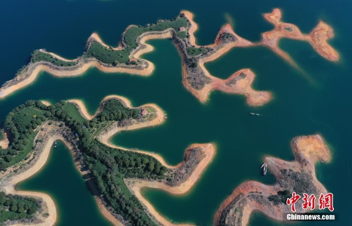 浙江杭州湖上茶园 星星点点“漂浮”在碧波之上
