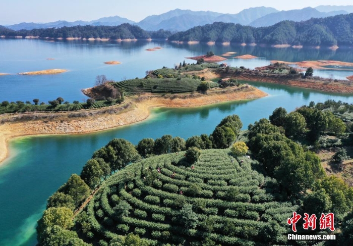 浙江杭州湖上茶园 星星点点“漂浮”在碧波之上