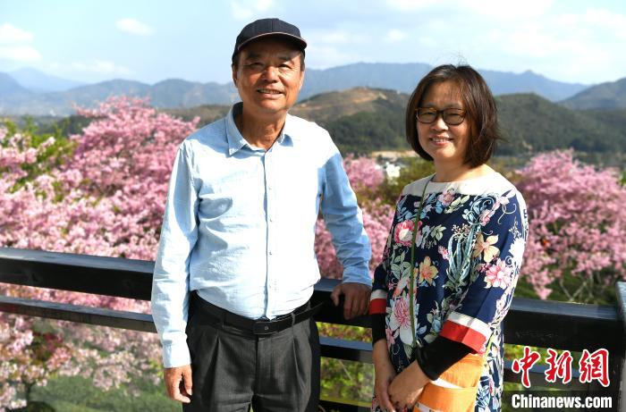 在樱花盛开期，台商谢东庆一家人都会在茶园的接待大厅里，热情地招呼大家品茶赏樱。　王东明 摄