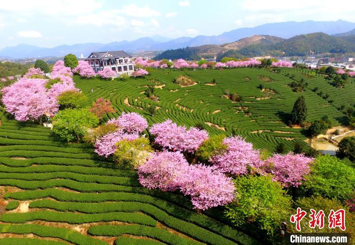 航拍台品樱花茶园。　王东明 摄