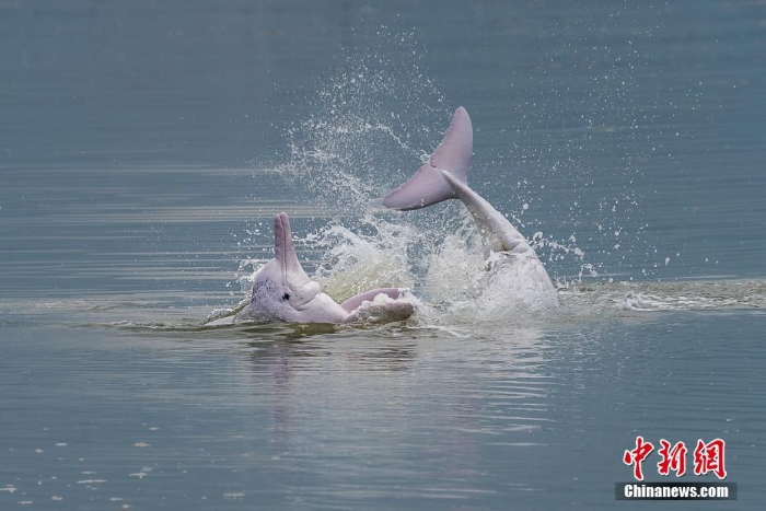 福建宁德：实拍中华白海豚海面翻滚跳跃