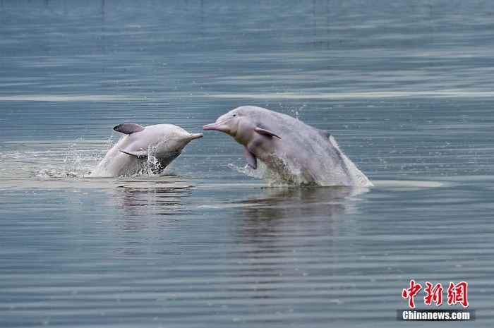 福建宁德：实拍中华白海豚海面翻滚跳跃