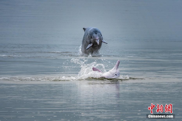 福建宁德：实拍中华白海豚海面翻滚跳跃