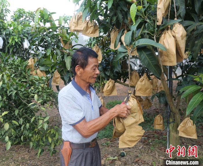 台商：参与乡村振兴事业将迎来新的春天