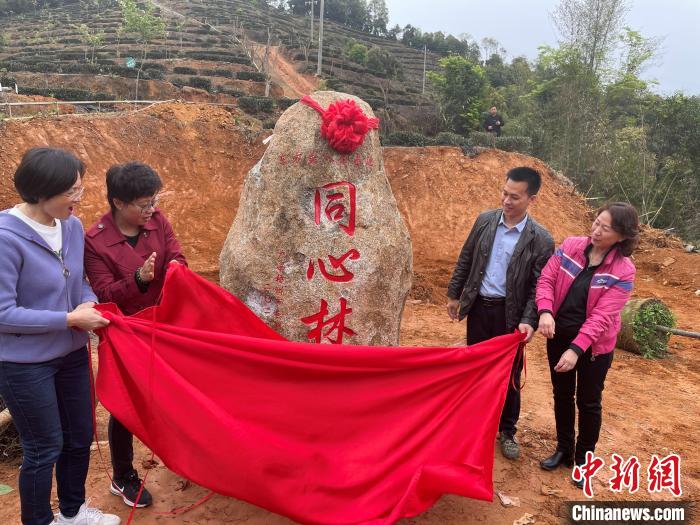 在东方美人茶基地建立的“同心林”揭牌。广西梧州市台办供图 广西梧州市台办供图 摄