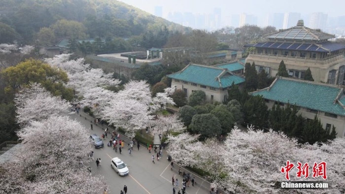 航拍武汉大学 游人共赴“樱花之约”