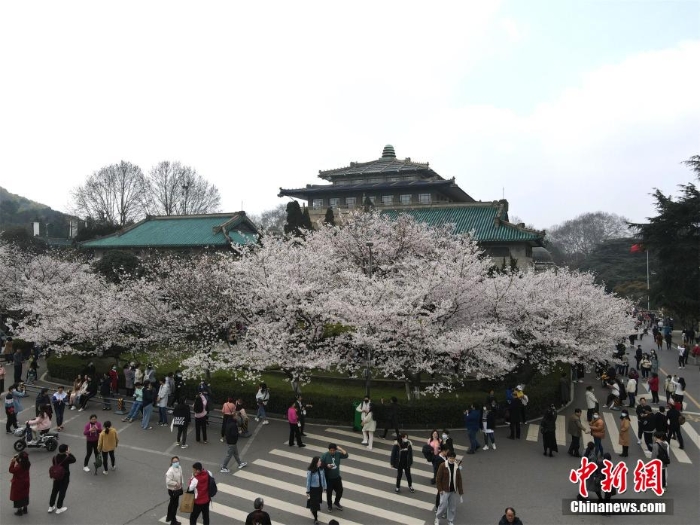 航拍武汉大学 游人共赴“樱花之约”