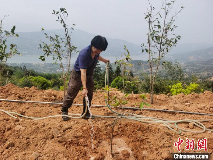 十余年间，过去满是野竹和芦苇的洋石山，如今成为福建屈指可数的台商独资休闲观光农场。　闫旭 摄