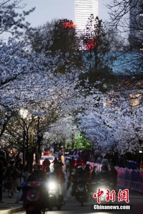 南京街头“夜樱”烂漫别有韵味