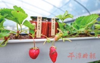听，一株“石厝莓”讲述甜蜜新生