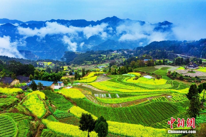 湖北巴东千亩油菜花绽放 梯田花海风景如画