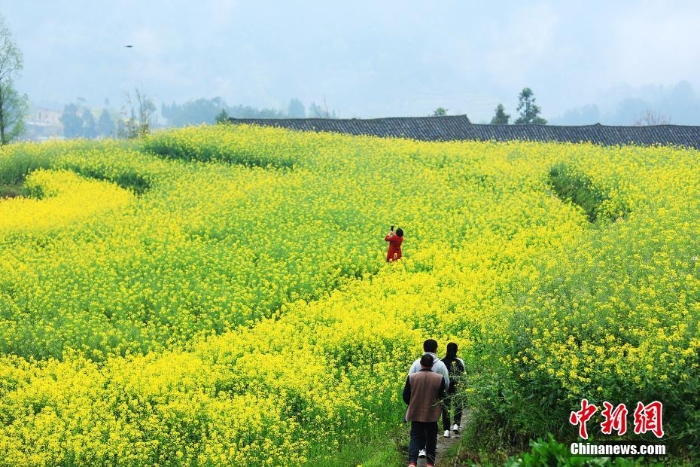 湖北巴东千亩油菜花绽放 梯田花海风景如画