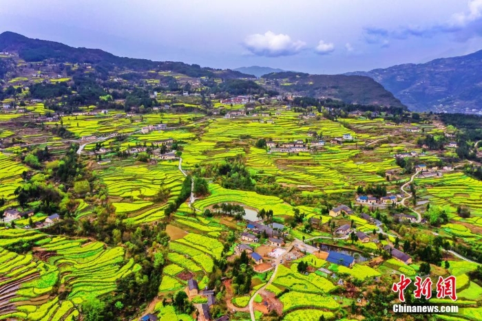 湖北巴东千亩油菜花绽放 梯田花海风景如画