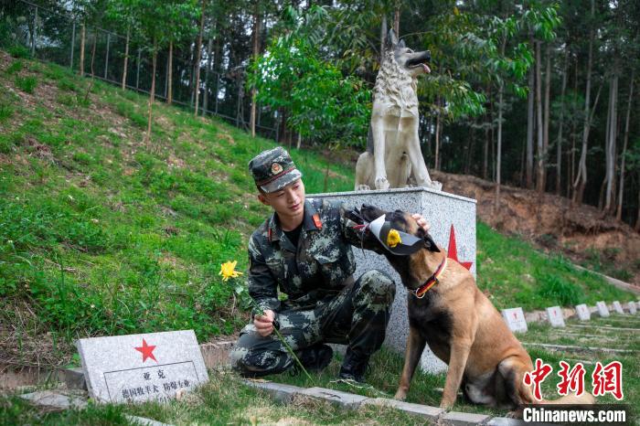 驯导员和“新战友”为功勋军犬献花。　陈鑫 摄