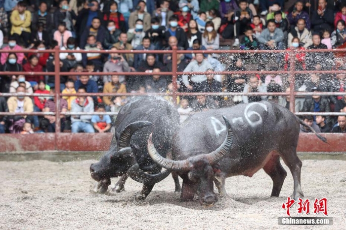 滇黔桂斗牛齐聚广西侗乡三江争夺“牛王”