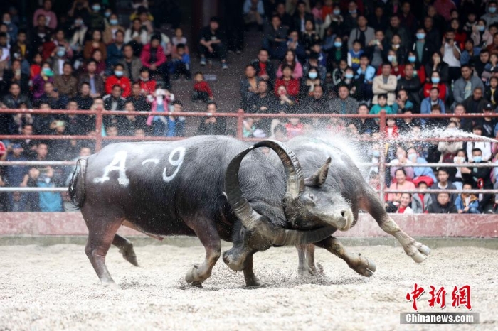 滇黔桂斗牛齐聚广西侗乡三江争夺“牛王”