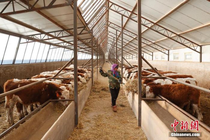 资料图：工作人员在牛羊交易市场的牛寄养棚内喂牛。<a target='_blank' href='http://www.chinanews.com/'>中新社</a>记者 韩海丹 摄