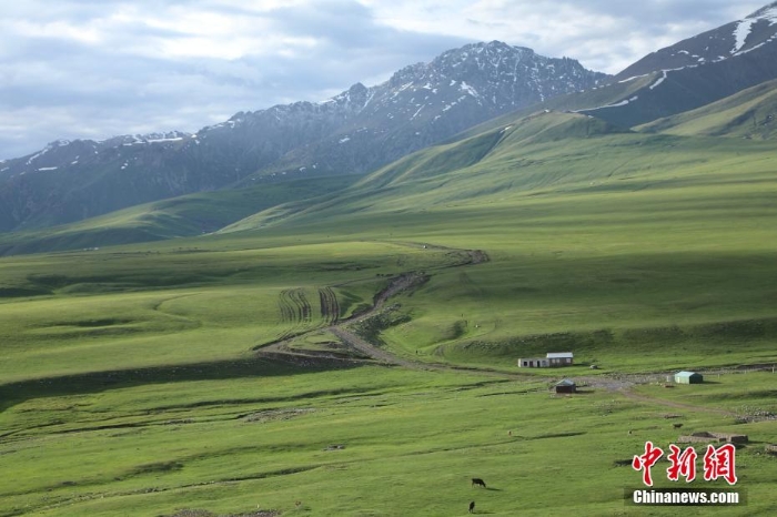 新疆百里草原牛羊成群 景色宜人