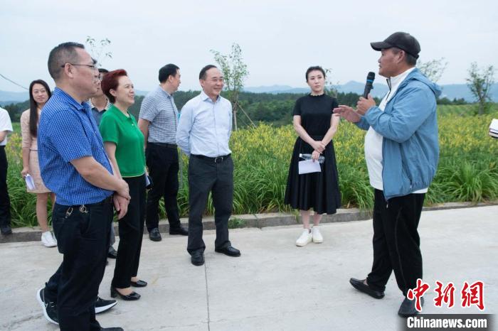 台湾农业企业家扎根四川乡村：小黄花培育大产业