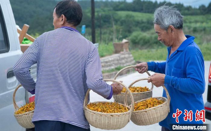 村民将烘干的黄花装上货车。(四川省台办 供图)