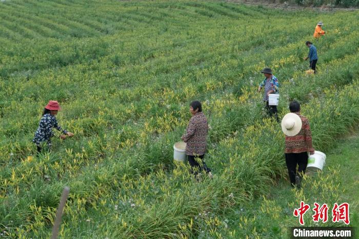 村民采摘黄花。(四川省台办 供图)