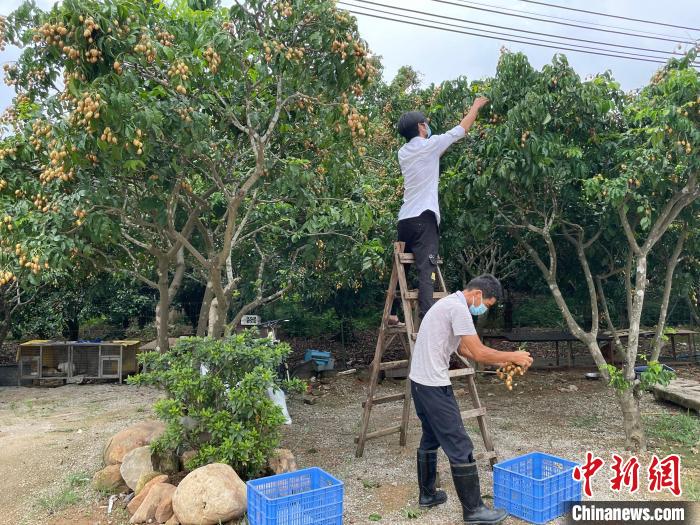 果农在采摘黄皮。　王坚 摄