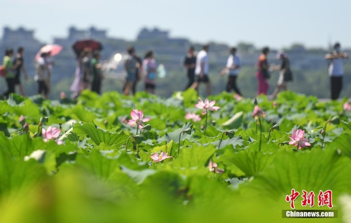 杭州西湖荷花盛开成夏日风景线