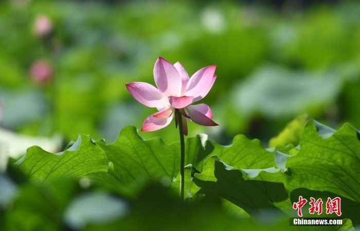 杭州西湖荷花盛开成夏日风景线