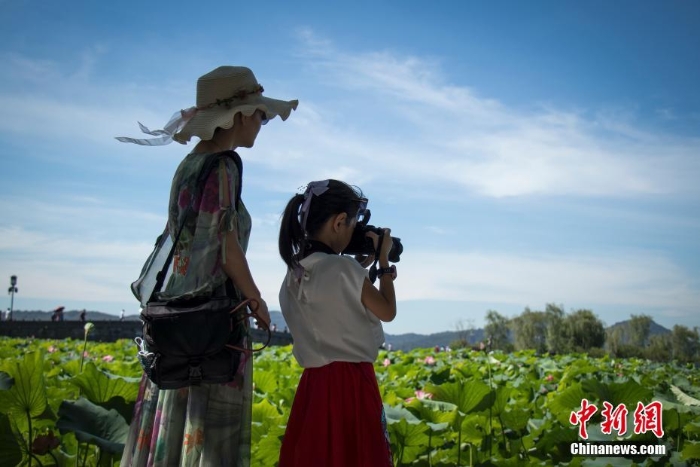 杭州西湖荷花盛开成夏日风景线