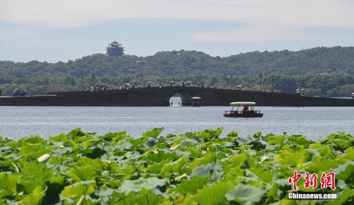 杭州西湖荷花盛开成夏日风景线