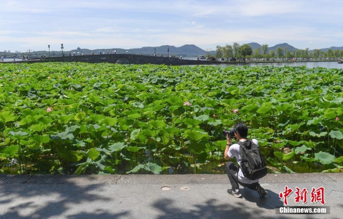 杭州西湖荷花盛开成夏日风景线