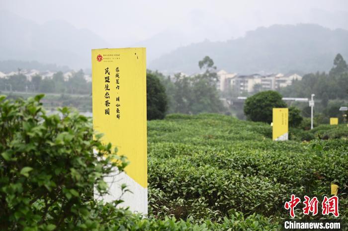 6月25日，四川成都邛崃夹关镇茶园里树立着各民主党派生态茶园的牌子。　张兴龙 摄