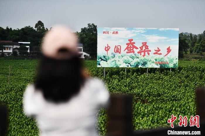 6月23日，媒体记者在四川武胜县蚕桑现代农业园区参观。　张兴龙 摄