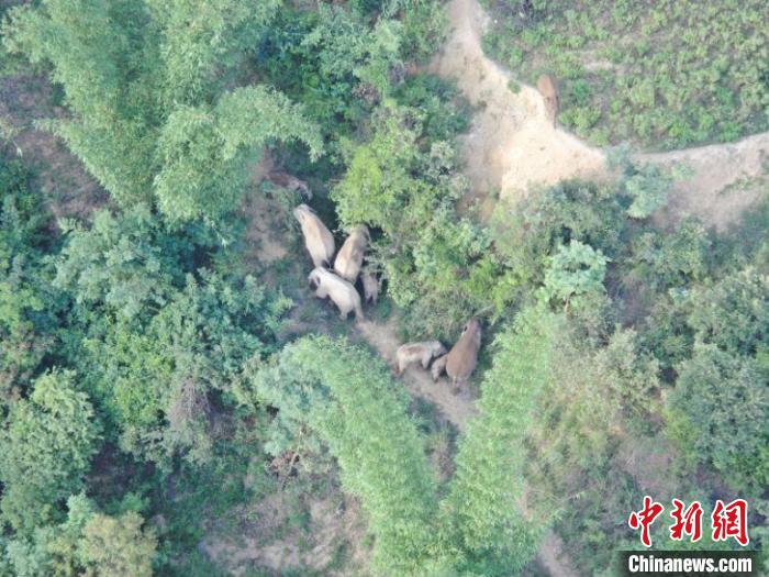 图为监测到的象群。　云南省森林消防总队供图