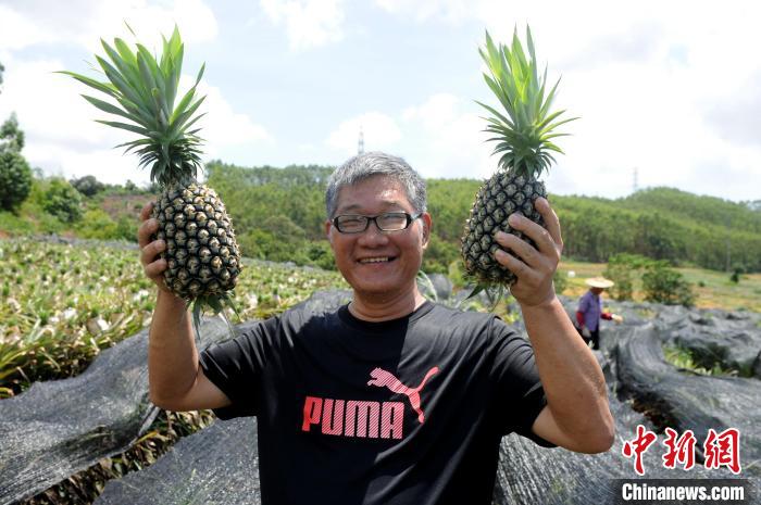 在闽台商成功试种台湾凤梨：扩大规模喜迎丰收