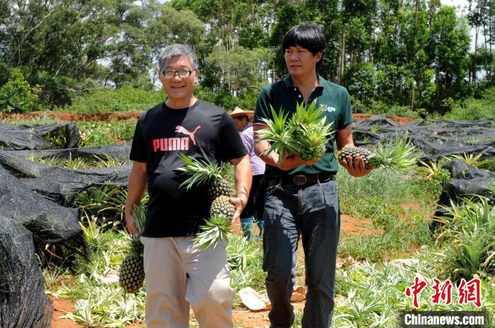 凤梨农场喜迎丰收季，曾荧煊喜形于色。　张金川 摄