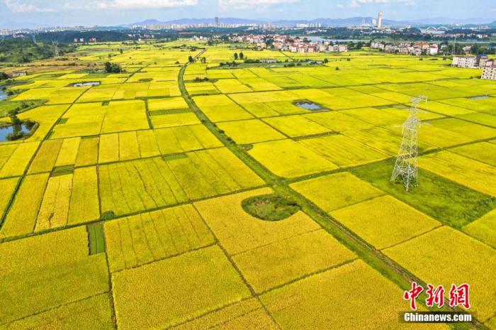 进入七月，迎来夏收季节。在“赣中粮仓”江西省吉安市，早稻即将开镰收割，一块块金黄色的稻田镶嵌在大地，风光旖旎，呈现出一派丰收景象。 李军 摄