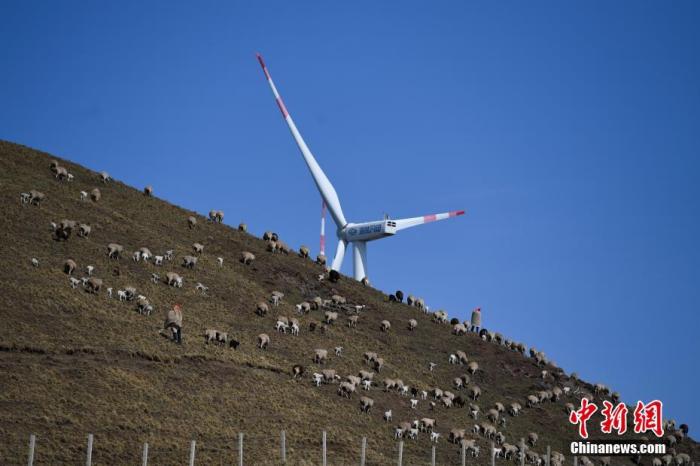 羊群经过风能发电设备。云南省会泽县大海乡位于滇东北乌蒙山主峰。在大海草山牧区，每天一万多只绵羊漫无边际的散放在近20万亩的草场上。<a target='_blank' href='http://www.chinanews.com/'>中新社</a>记者 康平 摄