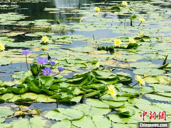 水塘里的香水莲花 车建民 摄