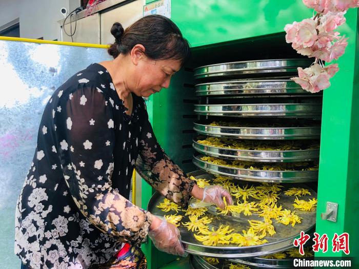 工人在烘干香水莲花制作花茶 车建民 摄