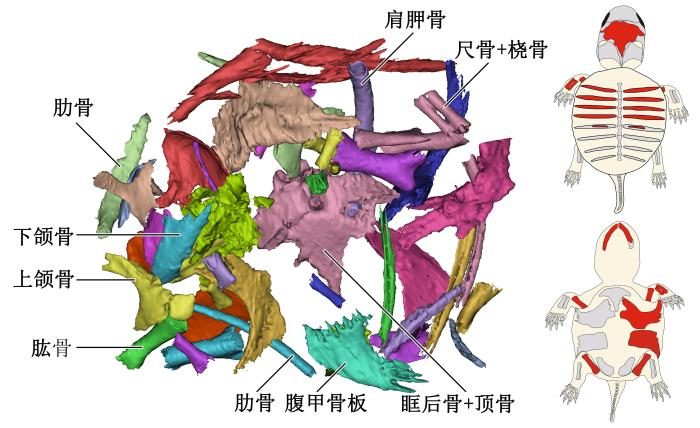 胚胎骨骼的复原与重建，左图为3D重建图，右图红色部分为识别出的龟胚胎骨骼。　研究团队 供图