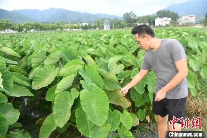 台青以广西青山秀水做农业“文章”产品畅销东盟