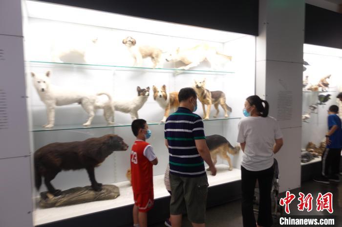 观众在国家动物博物馆内参观展品 郝凌宇 摄