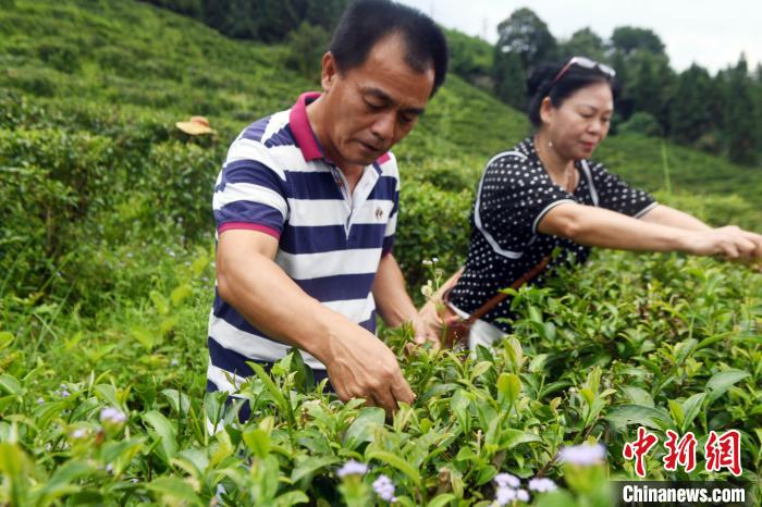 杨旻伦与妻子赖莉芳在茶叶种植基地采摘茶叶。　蒋雪林 摄