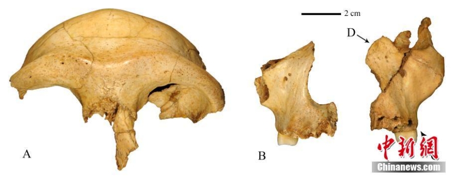 科学家复原华龙洞人容貌 证实东亚人类30万年前已向现代人演化