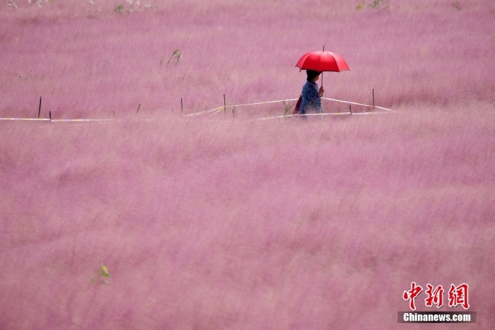 南京：“粉色花海”如烟似雾引客来